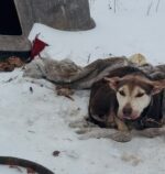 Memphis Animal Shelter at capacity after rescuing 72 animals from bitter cold temperatures
