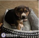 Authorities appeal to community for help finding thief who stole puppy from Memphis home