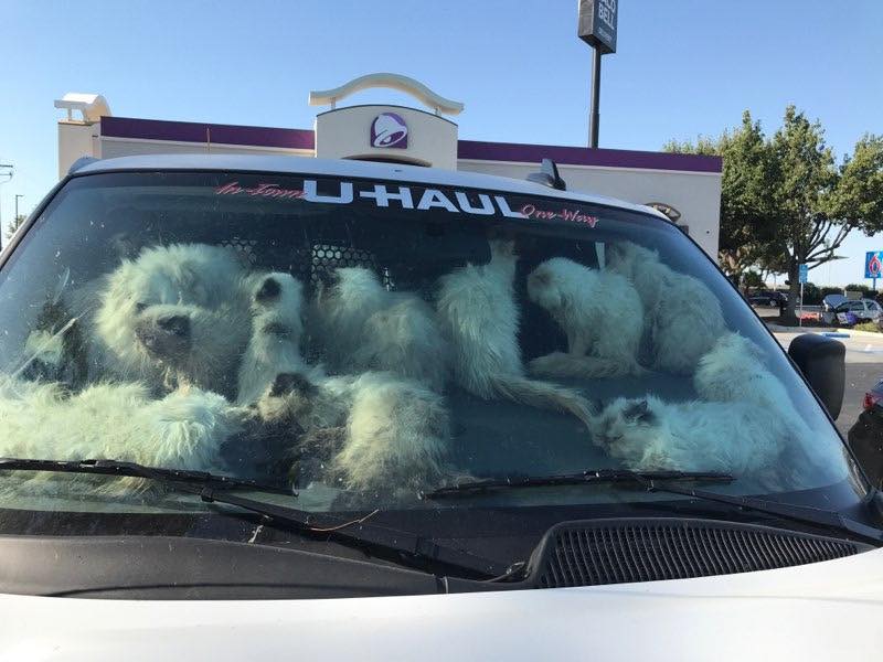 106 emaciated cats rescued from U-Haul van: Woman faces 93 counts of animal cruelty 106 emaciated cats rescued from U-Haul van: Woman faces 93 counts of animal cruelty