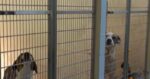 Help: ‘Code Red’ situation at West Virginia animal shelter because of severe overcrowding