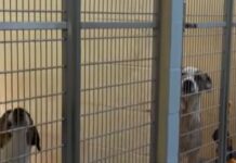 Help: ‘Code Red’ situation at West Virginia animal shelter because of severe overcrowding
