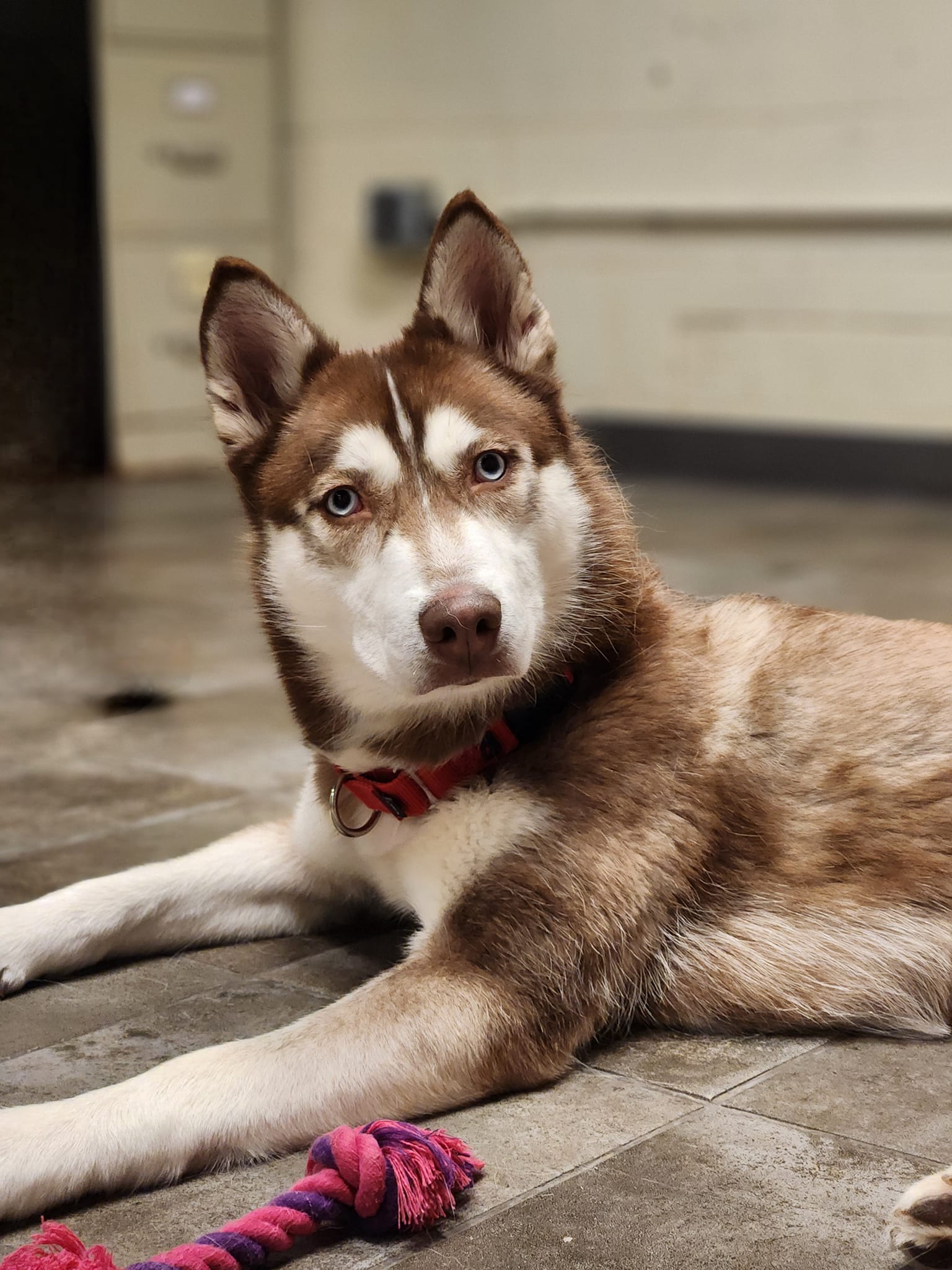 Beautiful Siberian husky yearns for home after owners never bothered to reclaim her