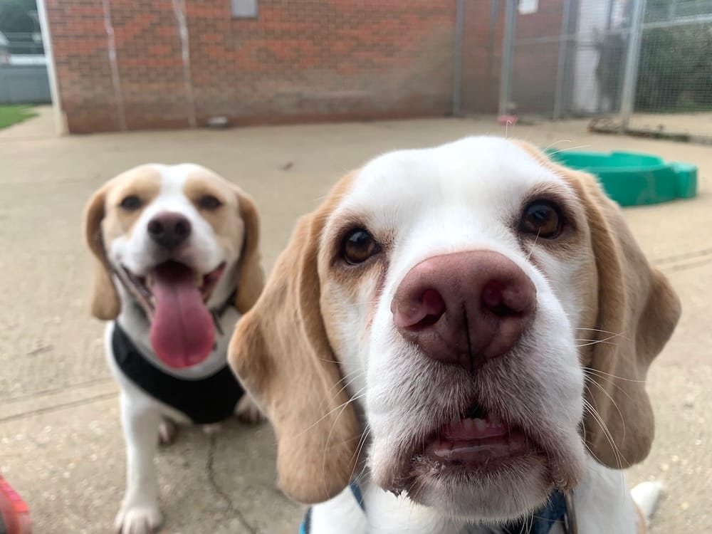 Saddest bonded beagles at shelter thought they did something wrong but sadly their owner became ill
