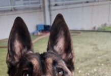 Young stunning Belgian Malinois brought in with injuries that have healed but no one has come for him