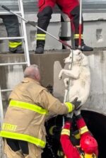 Rescuers work in freezing cold water saving frightened husky trapped in runoff on Detroit River