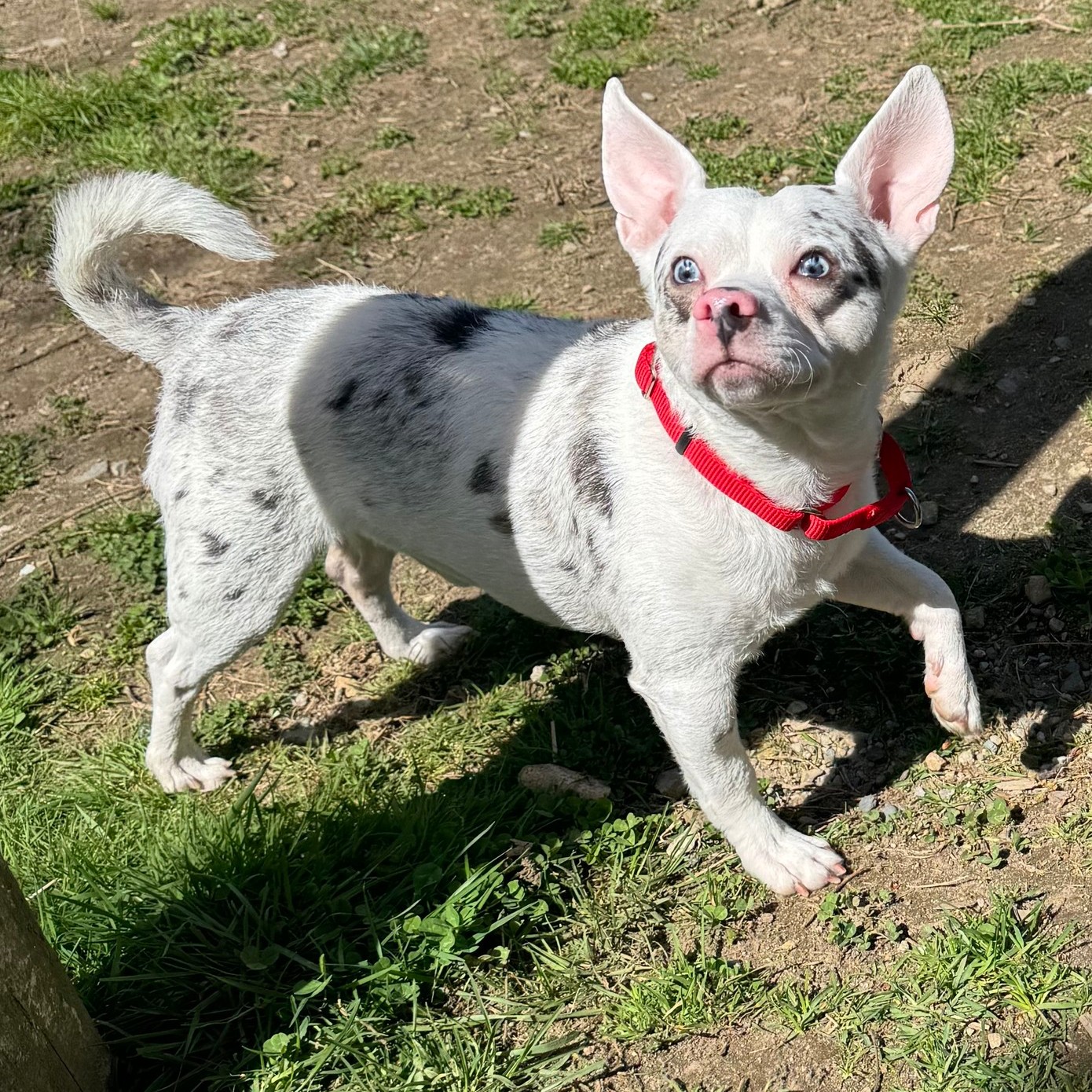 Massachusetts animal shelter captures internet with tongue in cheek adoption ad for dog who wants someone to ‘devote his evil dead soul to’ Massachusetts animal shelter captures internet with tongue in cheek adoption ad for dog who wants someone to ‘devote his evil dead soul to’