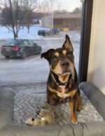 Abandoned pooch who nearly froze to death adopted by local police department