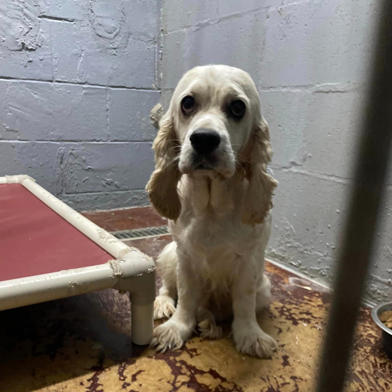 Brave ‘Milli’ rescued from hot car covered in ticks after owner jailed saved by Texas animal group