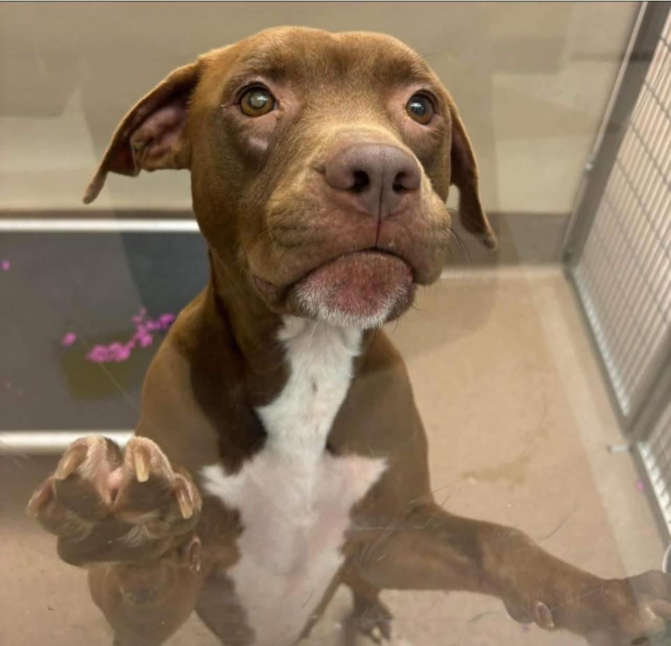 Sweetest dog jumps on window of shelter kennel so passersby will notice him Sweetest dog jumps on window of shelter kennel so passersby will notice him