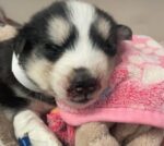 Three-week-old husky puppy left in trash bin howls from broken heart Three-week-old husky puppy left in trash bin howls from broken heart