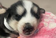 Three-week-old husky puppy left in trash bin howls from broken heart