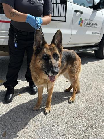 Loyal shepherd and travel companion found curled up next to her deceased owner in truck Loyal shepherd and travel companion found curled up next to her deceased owner in truck