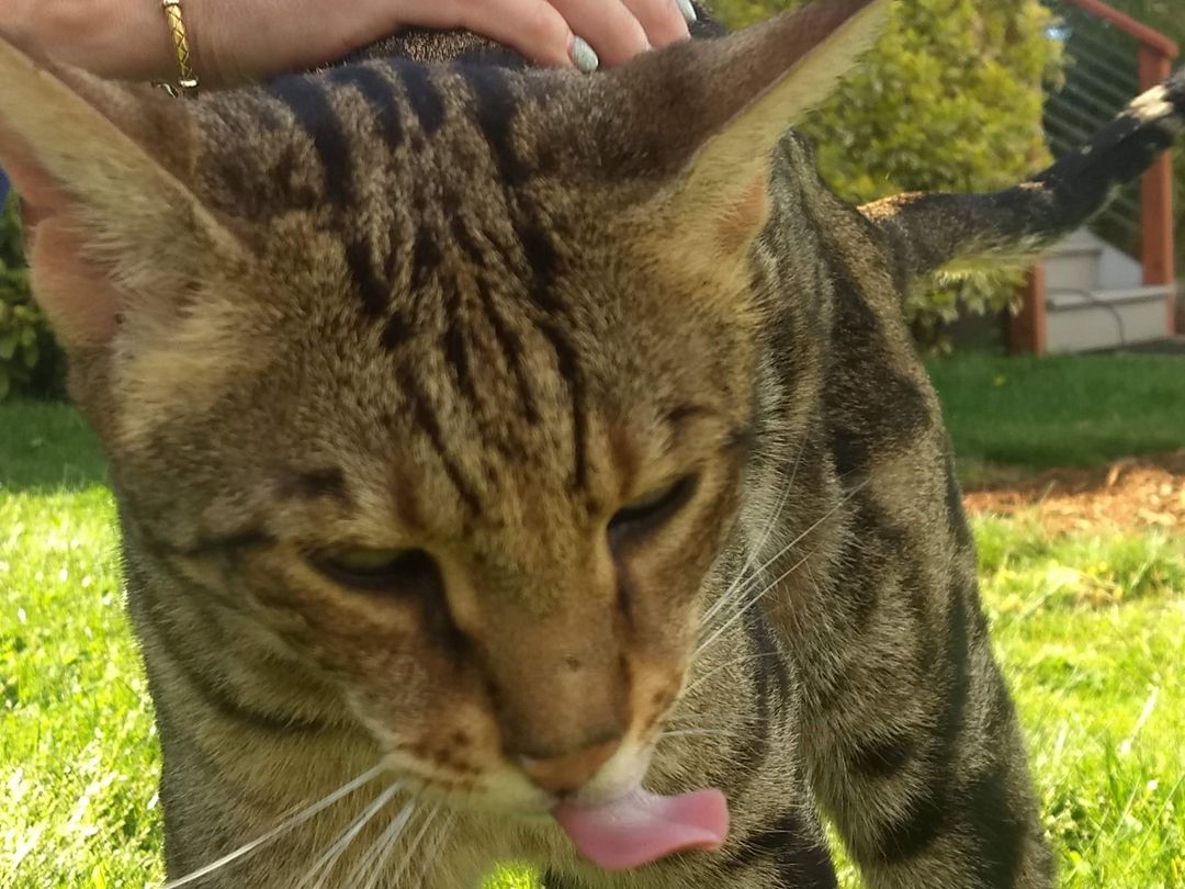 Miska the cat
