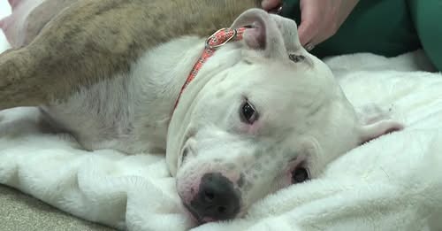 ‘Miss Scarlett’ makes remarkable recovery after being shot in head by neighbor