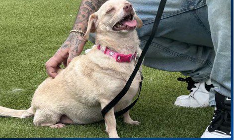 Dog found in Florida missing for 5 years from Mississippi reunited with family