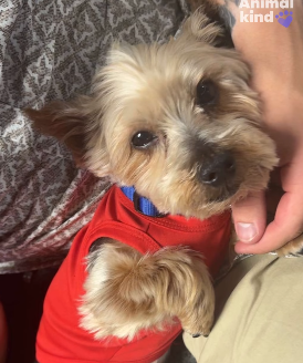Yorkie missing for 5 years after hurricane found by college fraternity students more than 300 miles from his home