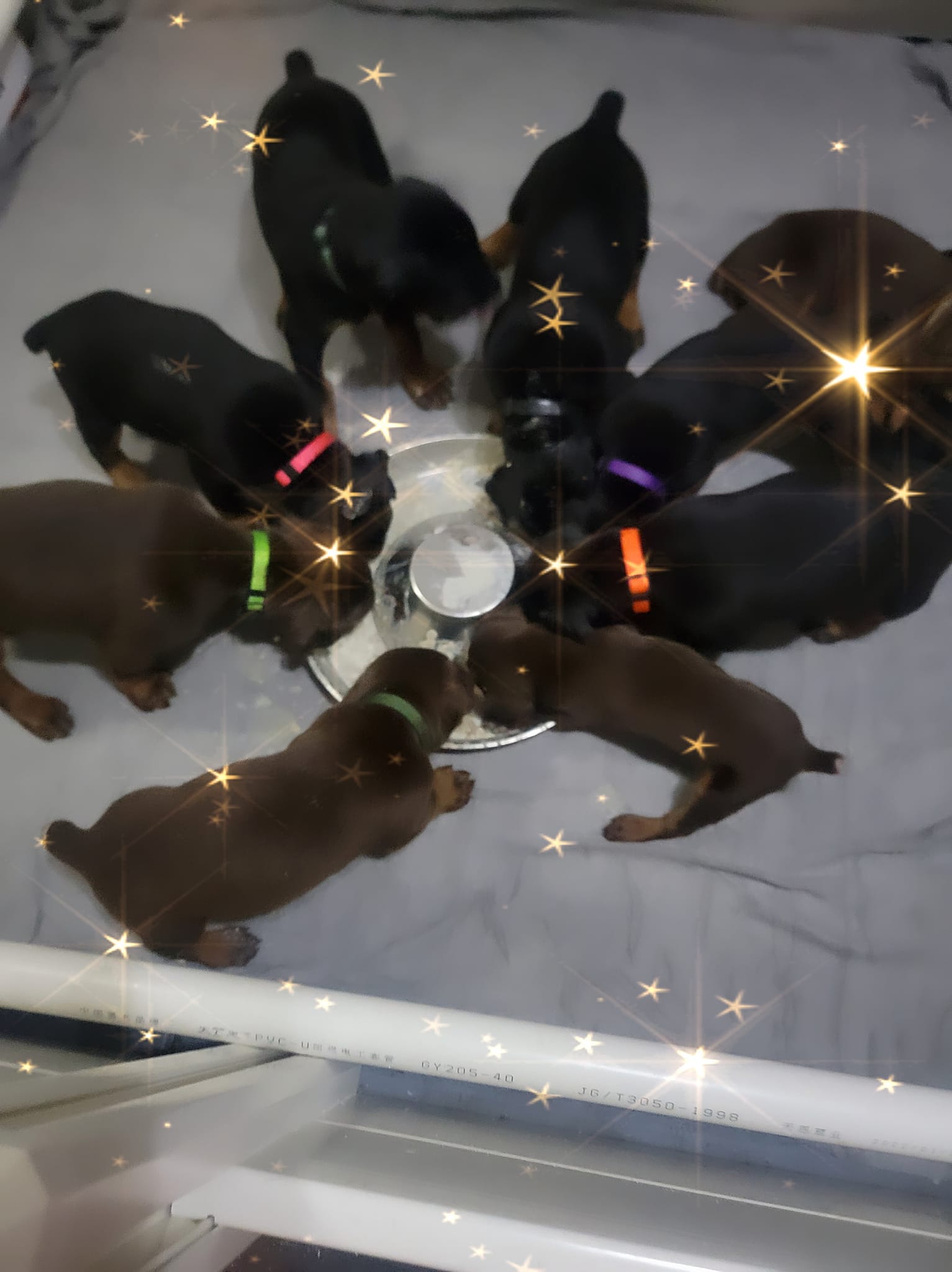 Police hope missing Doberman puppies will lead to Idaho Springs dog breeder’s killer