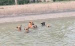 Texas fire department comes to the rescue of 6 dogs trapped in water-filled canal Texas fire department comes to the rescue of 6 dogs trapped in water-filled canal