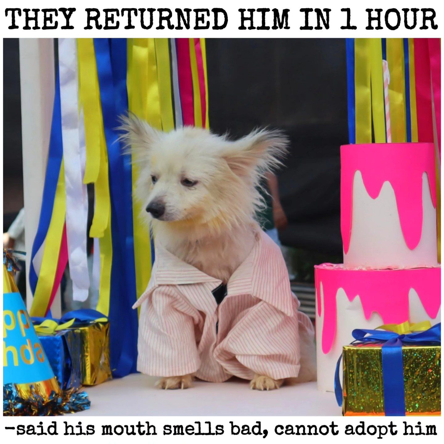 Shelter pup who survived adopted but returned one hour later because of his bad breath