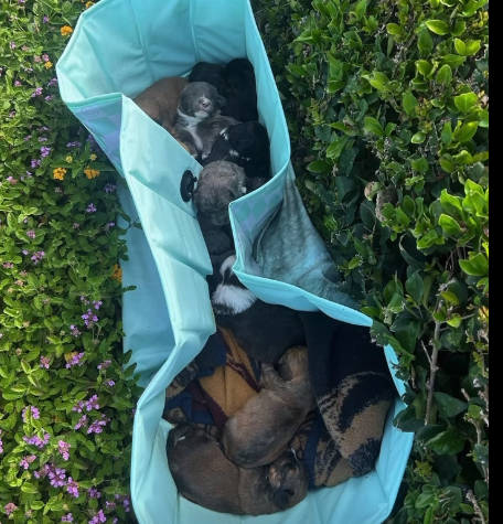 10 three-week-old puppies tossed into bushes rescued and reunited with their mother