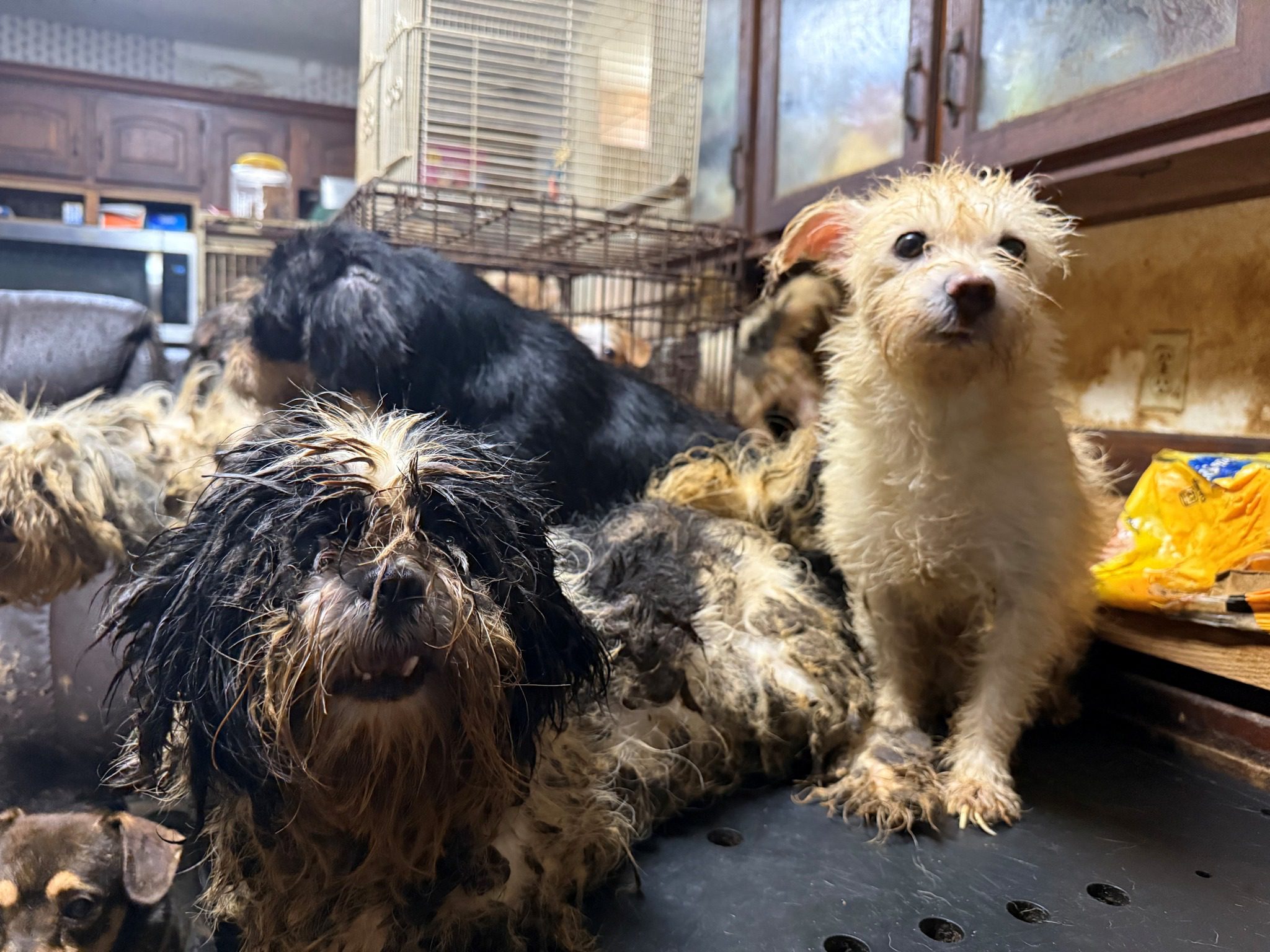 Missouri Humane rescues 150 dogs in heartbreaking condition from hoarding situation