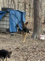 18 chained dogs and puppies in crisis in Missouri being helped by Animal Rescue Corps