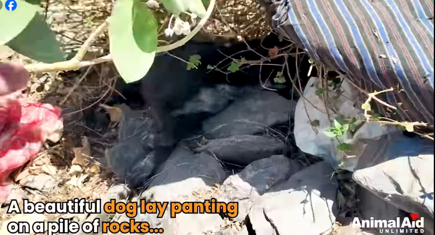 Dog at construction site barely clinging to life makes miraculous recovery thanks to her heroes