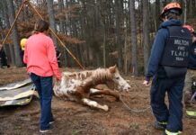 Brave hearts of gold: 30 year old horse slipped down cliff and firefighters came to help