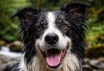 Molly the collie found alive nearly 2 weeks after falling 180 feet down waterfall