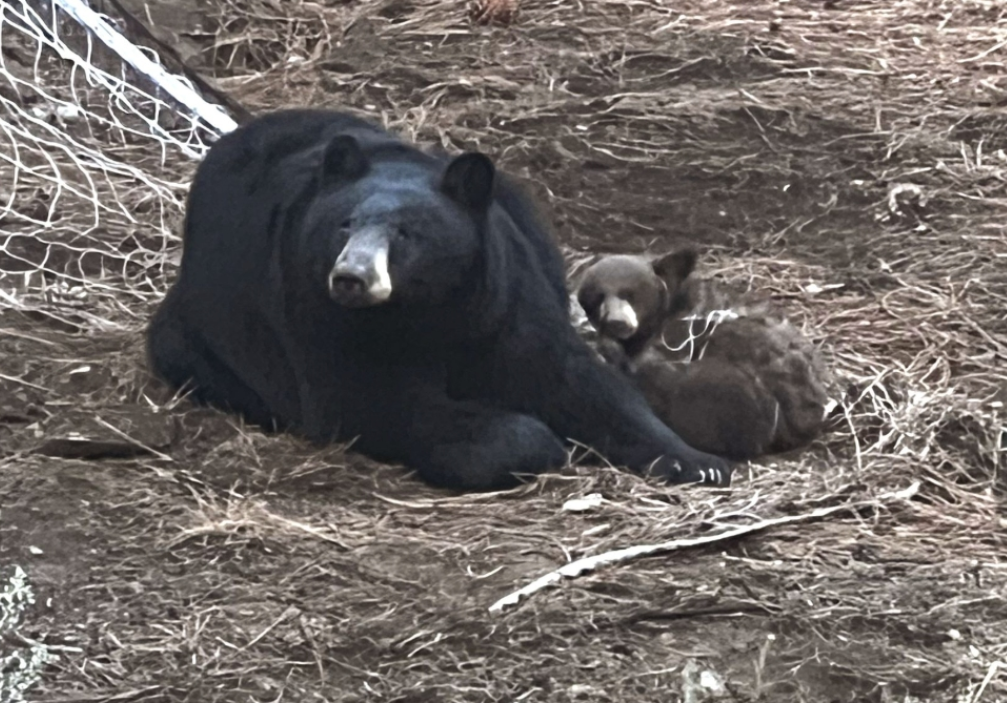 Protective mama bear calmed by rangers as they freed her cub tangled in soccer net