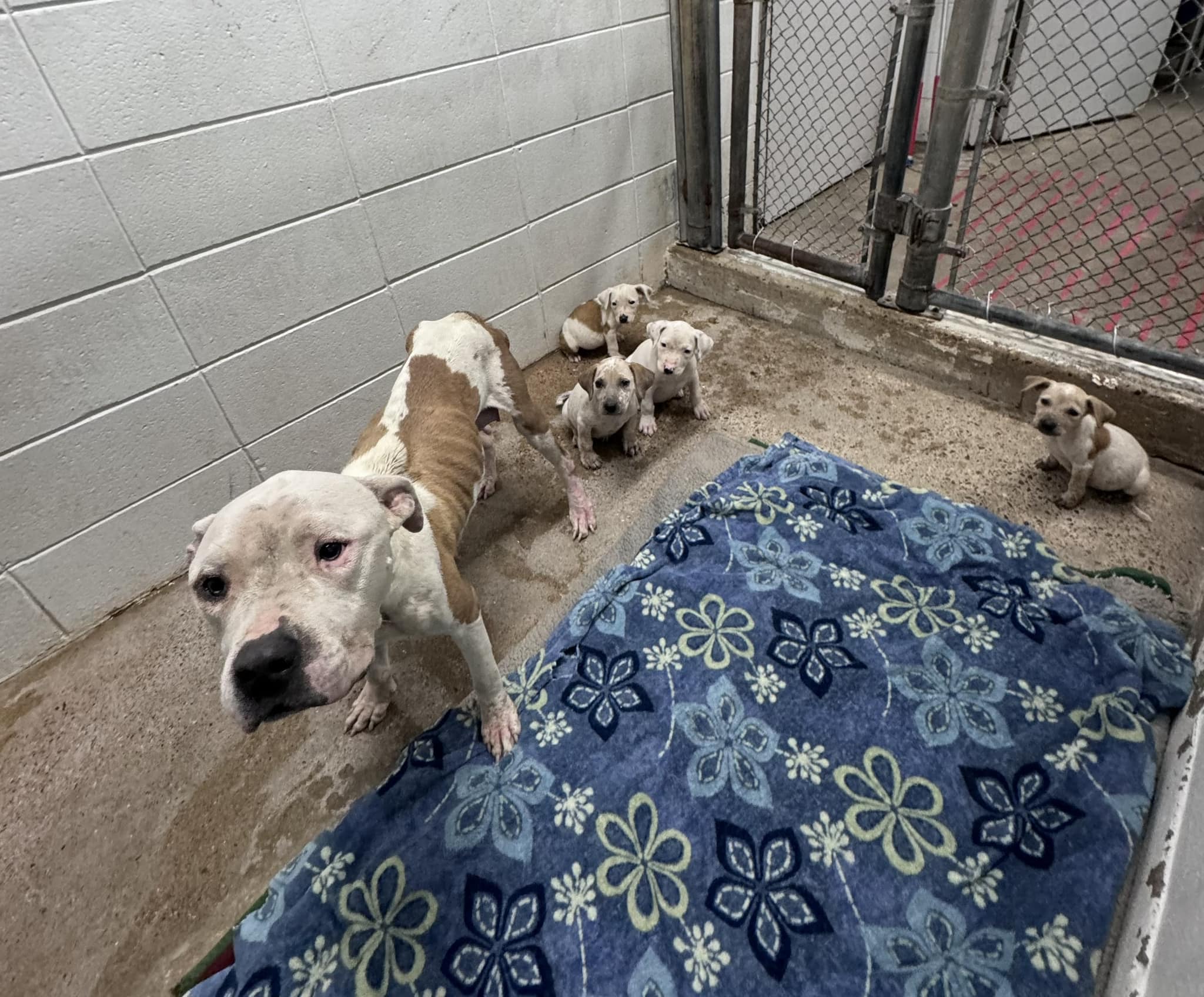 Brave momma dog putting her own needs aside to nurture her puppies needs urgent rescue help