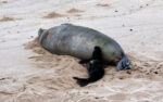 UPDATE: Arrogant man videoed throwing rock at endangered monk seal claimed ‘I’m rich’ receives local wrath UPDATE: Arrogant man videoed throwing rock at endangered monk seal claimed ‘I’m rich’ receives local wrath