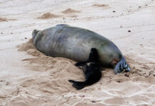 UPDATE: Arrogant man videoed throwing rock at endangered monk seal claimed ‘I’m rich’ receives local wrath