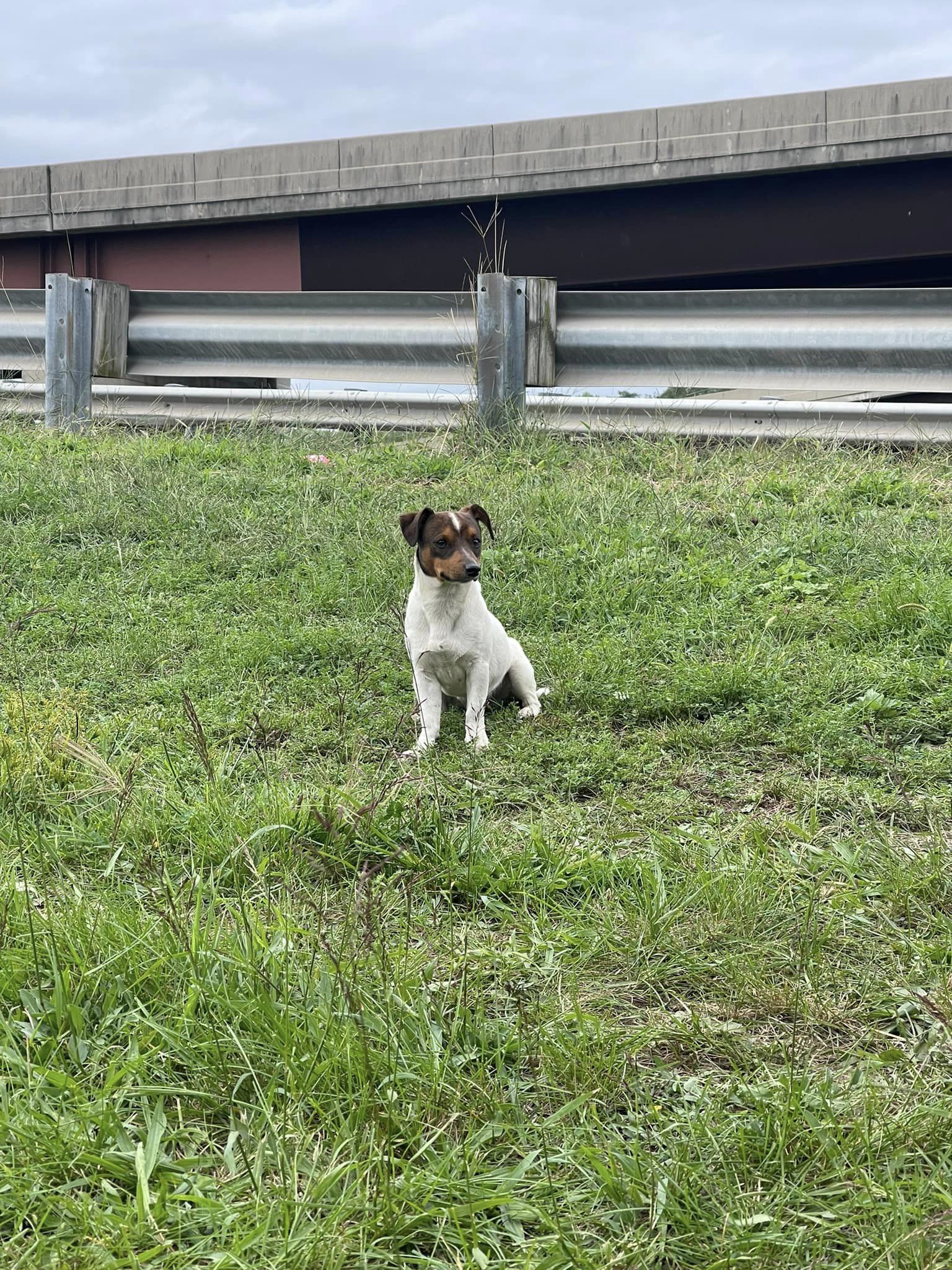 Jack Russell terrier pup wandering near busy highway by Newark airport finally rescued