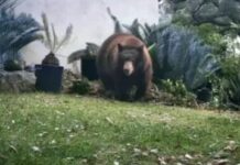 Authorities kill mother bear for swiping at woman walking dog leaving 2 cubs orphaned