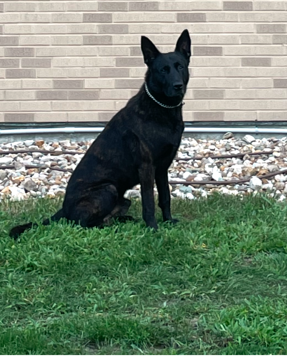 Community mourns loss of Iowa’s K9 Officer Monster