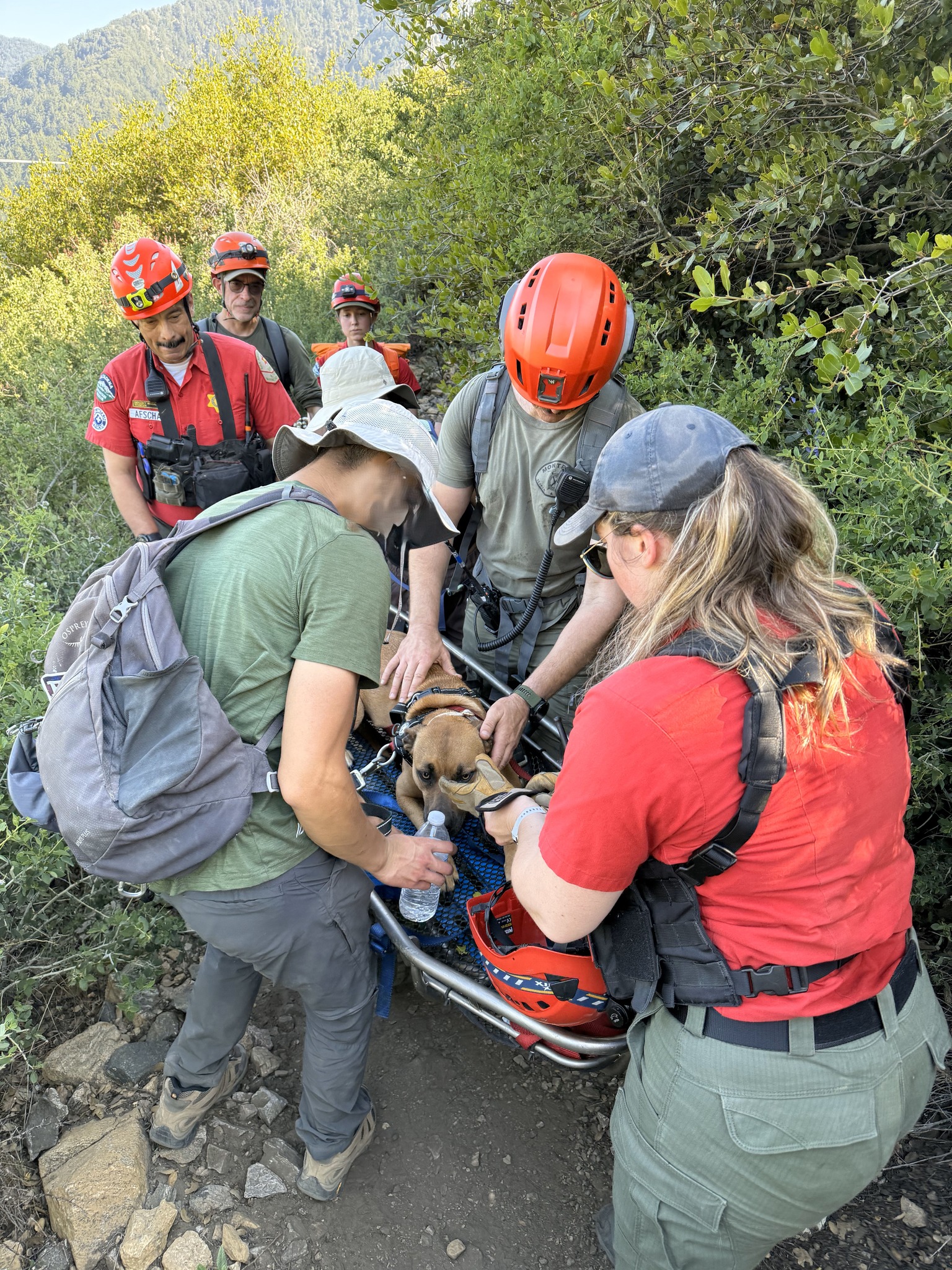 ‘Tough day for Lulu’: Overheated and exhausted pup rescued from California mountain trail