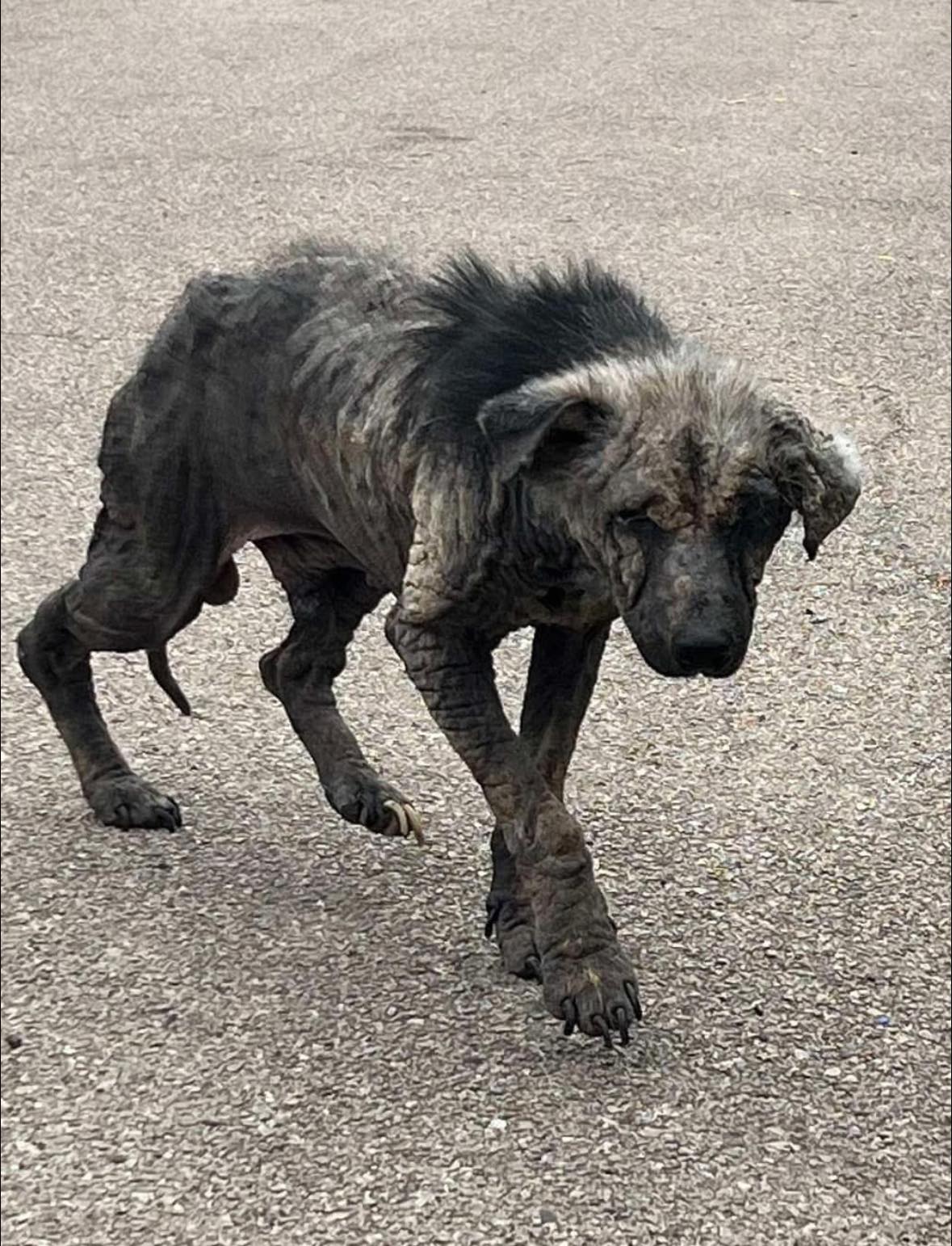 Pitiful looking street dog scavenging to survive for more than year rescued as hearts unite to help