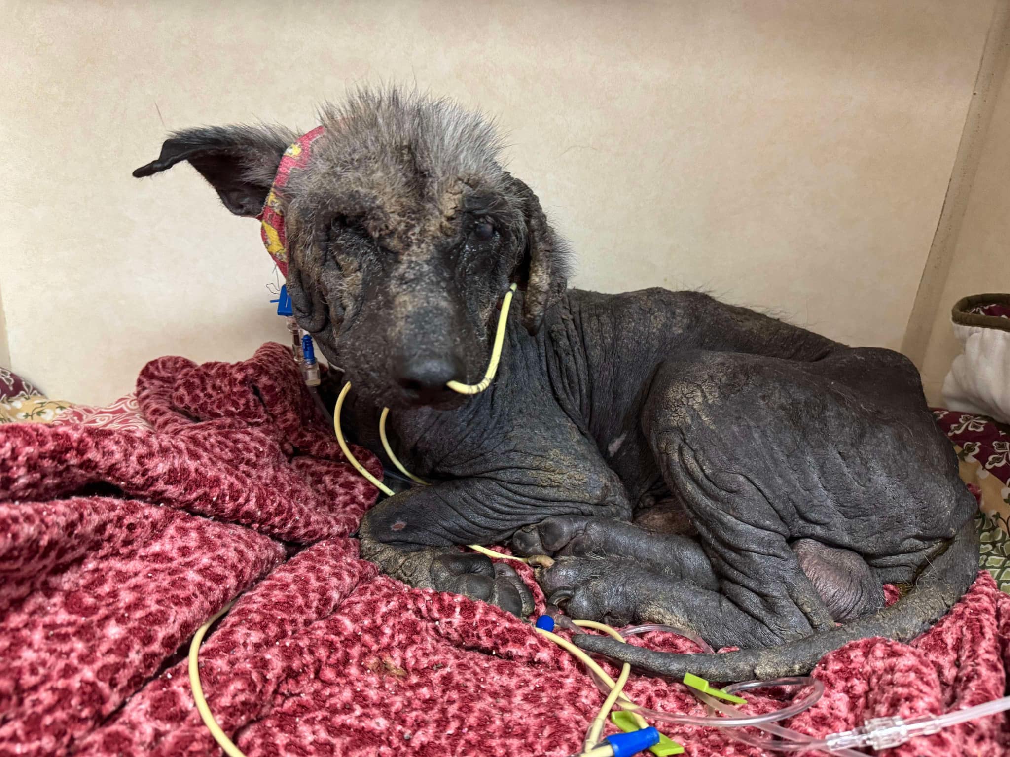 UPDATE: Pitiful street dog abandoned by owner lived lonely painful life until someone finally cared