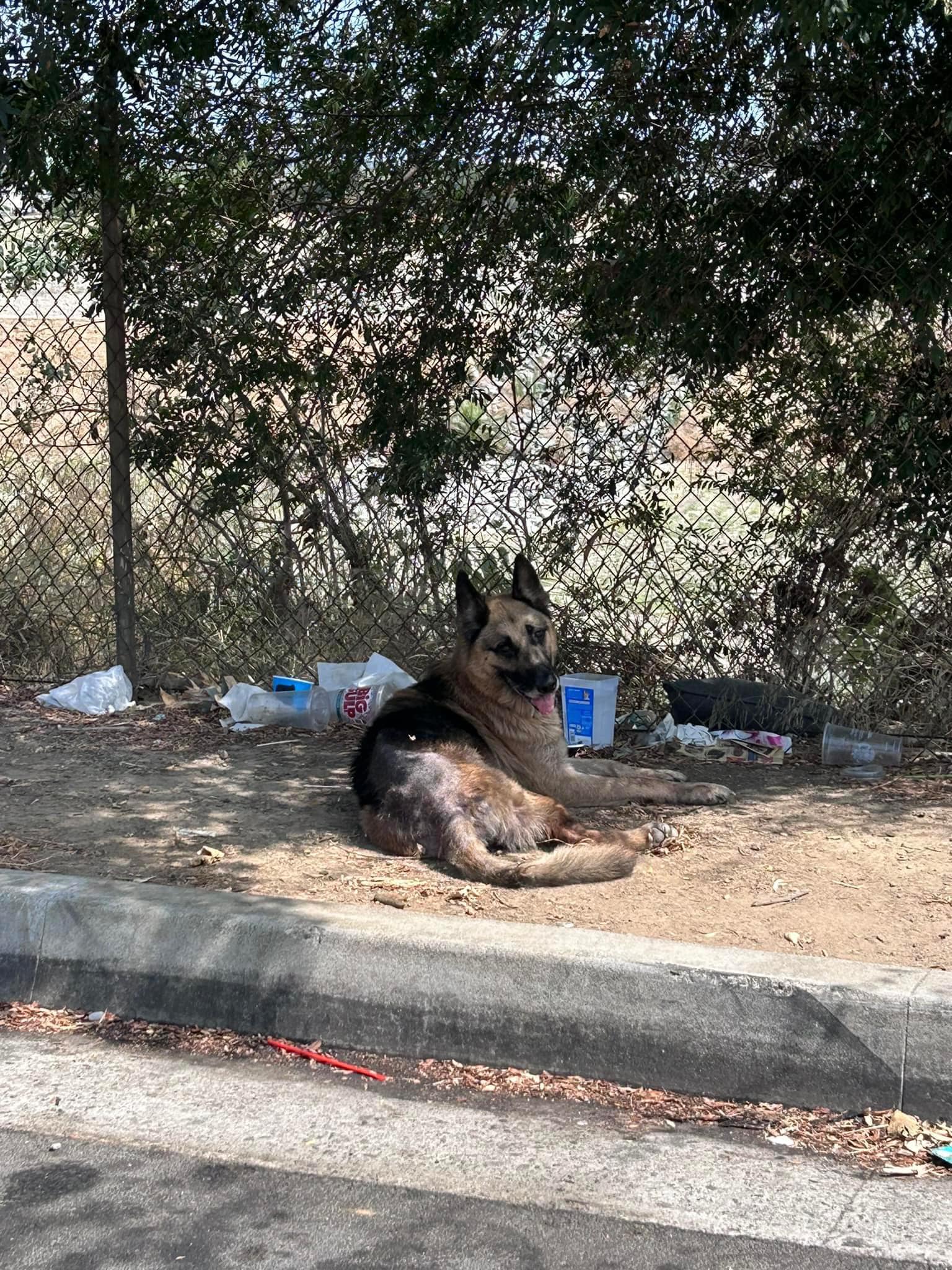 UPDATE: Loyal shepherd didn’t deserve to be left behind but he waited and waited for his owner’s return