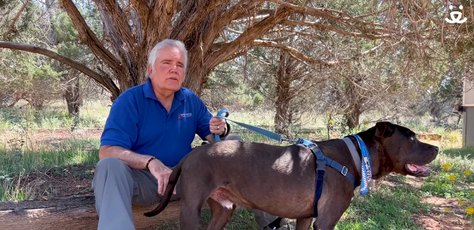 Heartwarming hero: Blind sanctuary pup saves volunteer from rattlesnake