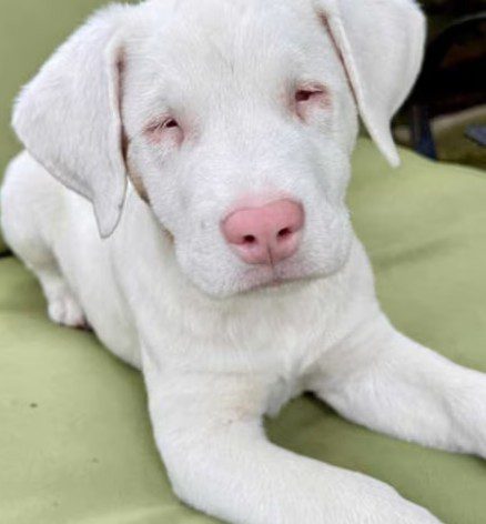 Special puppy both deaf and blind found roaming streets healing with Houston rescue heroes