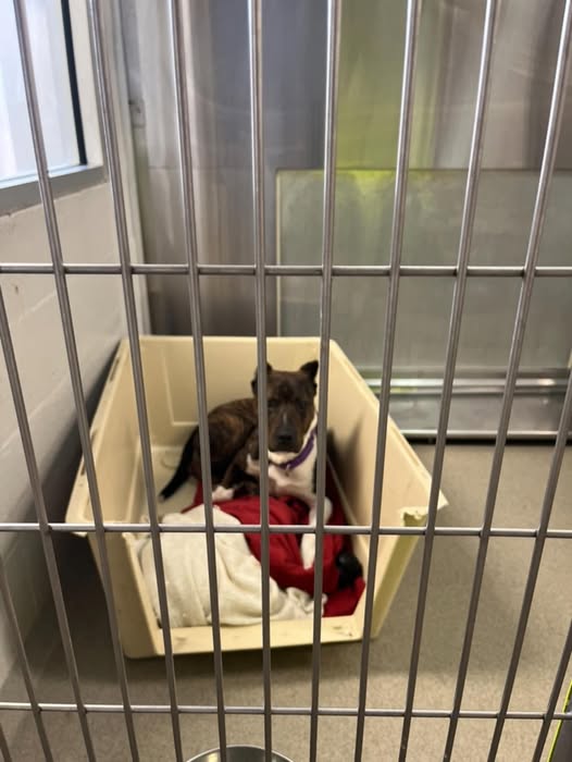 Heartbreaking: ‘Moon Pie’ has been at shelter for 2 years and losing hope of going home but we can make a difference