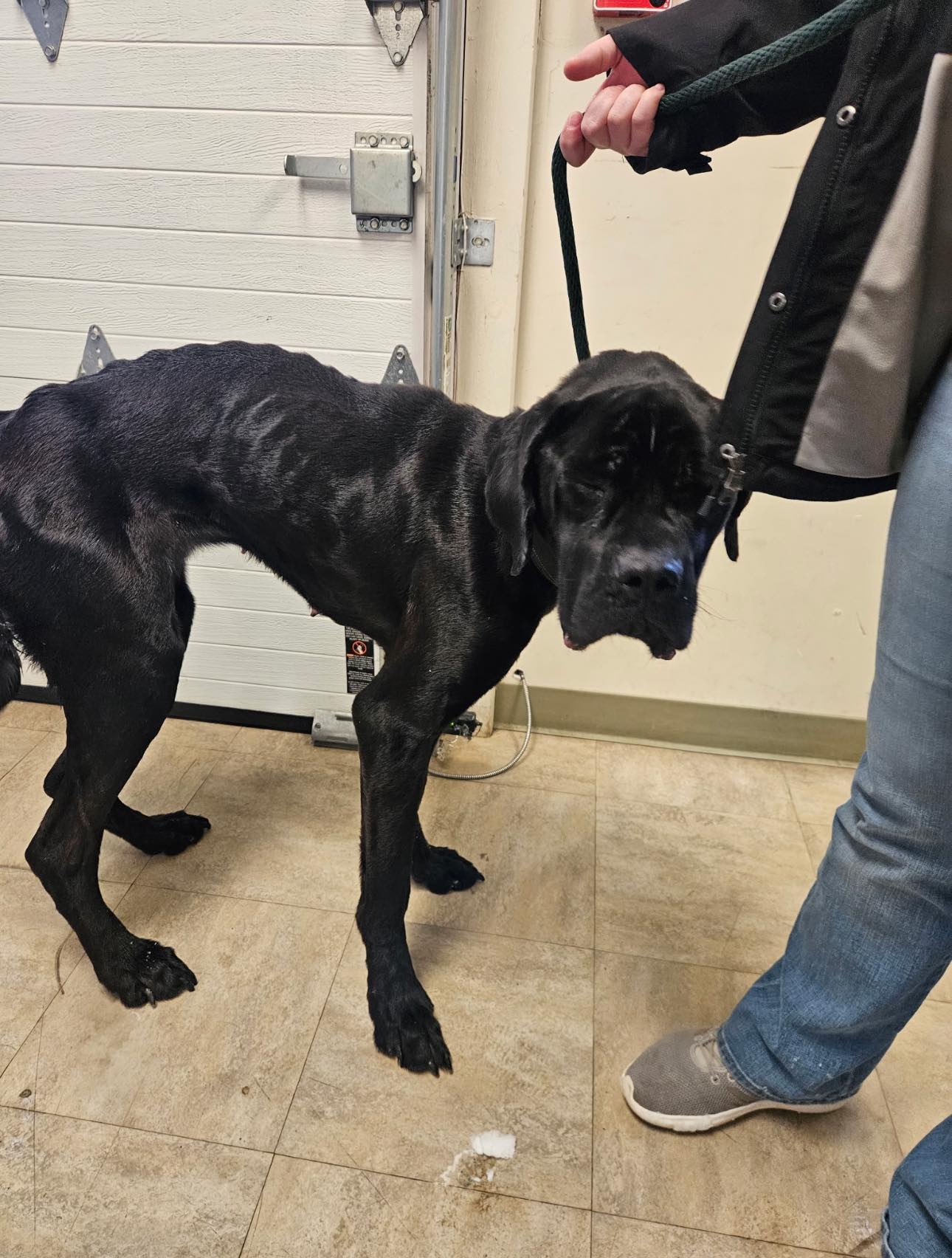 Happiest ‘forever after’ for once shockingly neglected Cane Corso