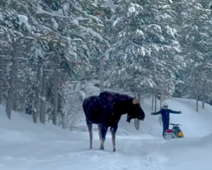 Moose attack