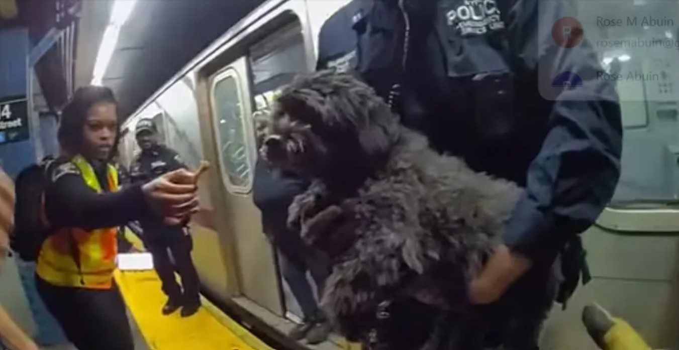 Terrified pooch rescued from under subway train in Manhattan by NYPD officers Terrified pooch rescued from under subway train in Manhattan by NYPD officers