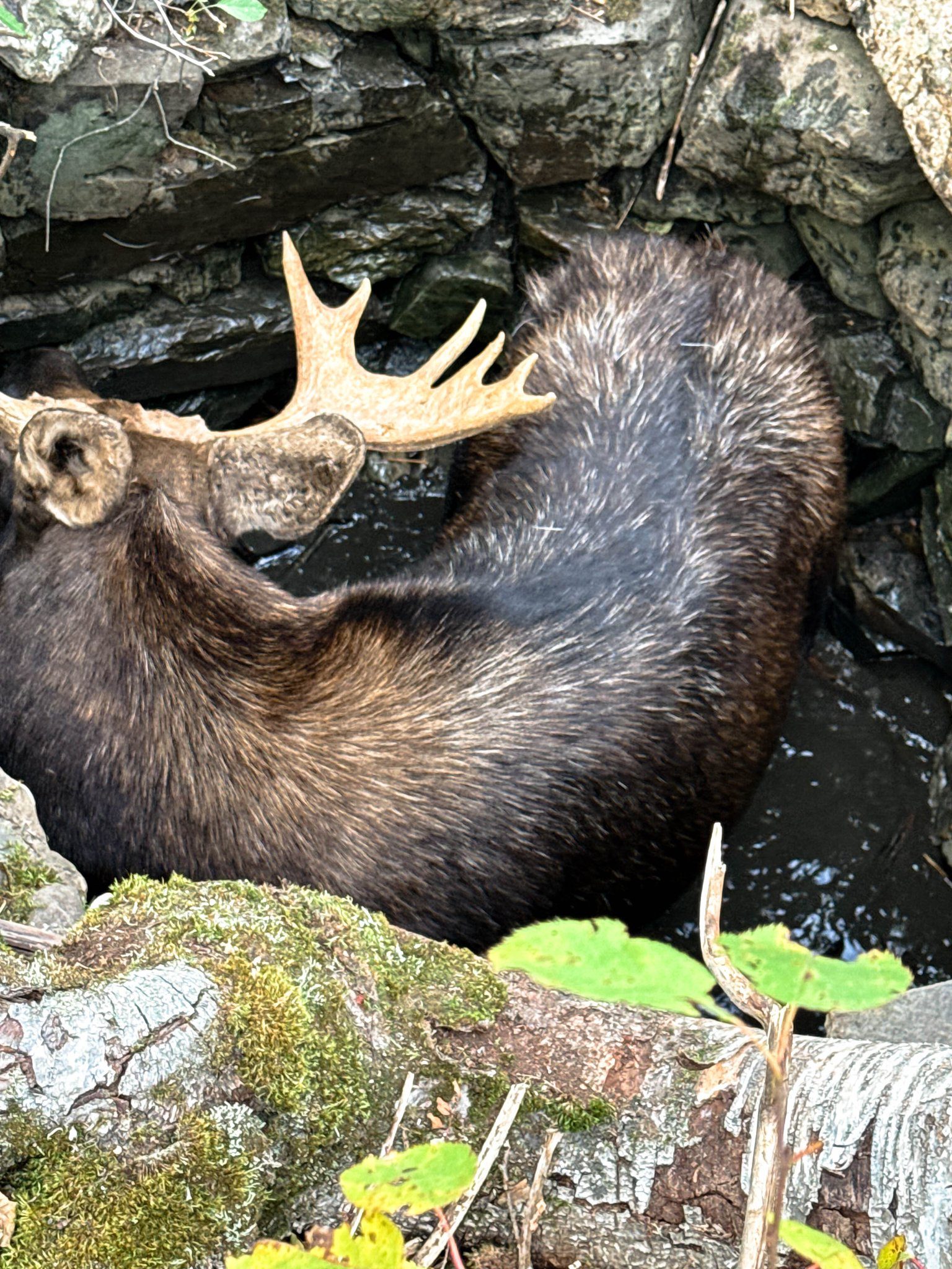 Maine wardens rescued moose that fell in abandoned well