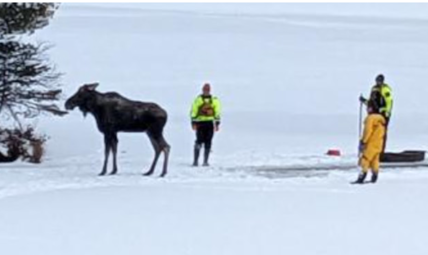Moose that fell through ice in lake rescued by rangers and conservation officers