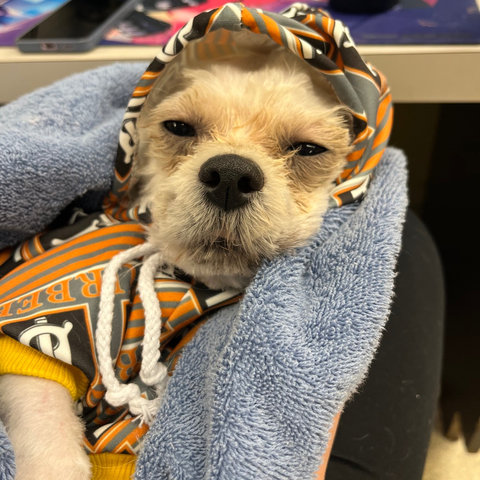 Man asleep in his bed heard crying coming from the alley and rescued the tiniest dog abandoned in crate