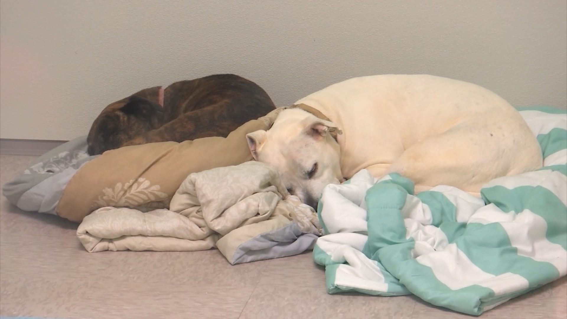 184 animals removed from hoarders’ home as Hamblen County Animal Control calls out to public for help